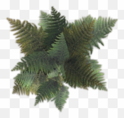 Index Of - Eagle Fern Png,Ferns Png