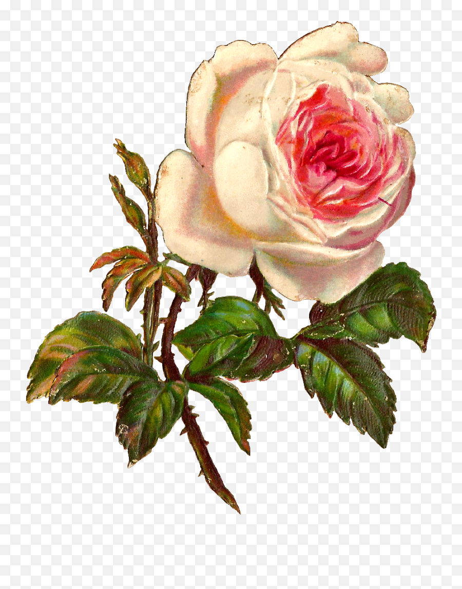 Download Single White Rose Png - Vintage Illustration Rose Vintage Illustration Rose Png,Rose Png
