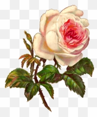 Download Single White Rose Png - Vintage Illustration