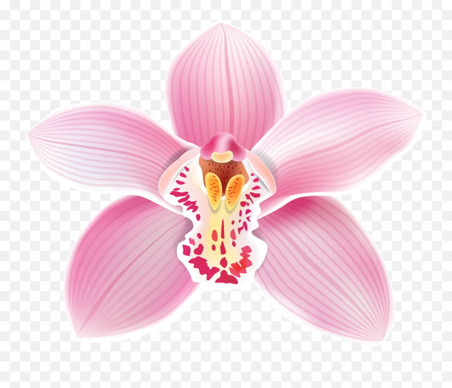 Pink Orchid Png Clipart Best Web - Orchid Png,Orchid Png