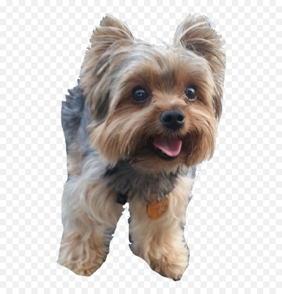 Australian Silky Terrier - Big Yorkshire Terrier Png,Yorkie Png