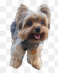 Australian Silky Terrier - Big Yorkshire Terrier Png,Yorkie Png
