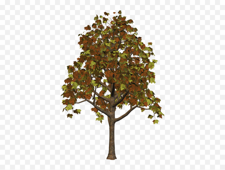 Large Fall Tree Png Clipart - Tree,Large Tree Png