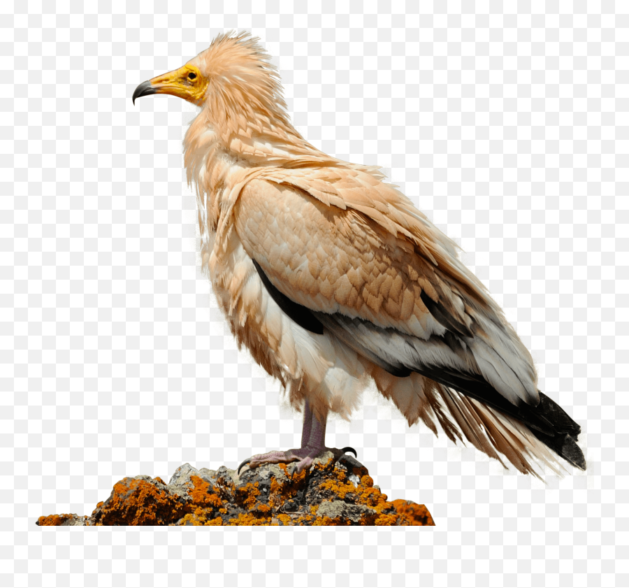 Life Egyptian Vulture Project - Life Egyptian Vulture Egyptian Vulture Png,Vulture Transparent