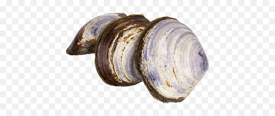 Clams Png Photo - Bc Clams,Clam Png