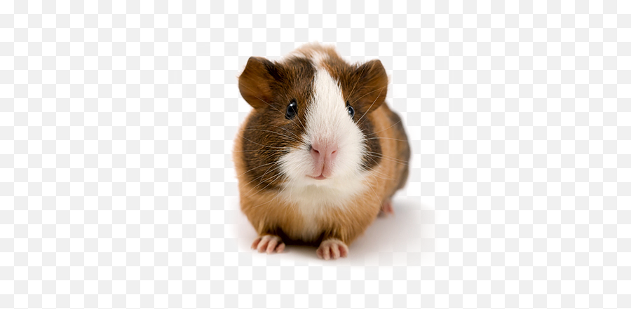 Bigfoots Guinea Pig Rescue - Hamster Or Guinea Pig Png,Guinea Pig Png