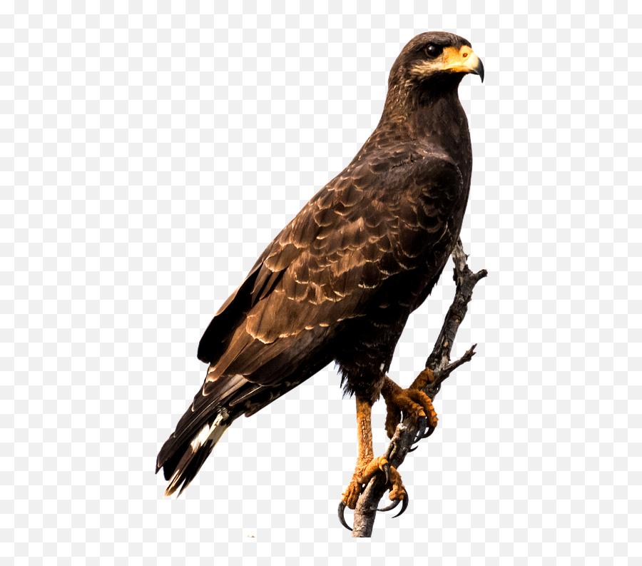Raptor Bird Png - Transparent Hawk,Prey Png