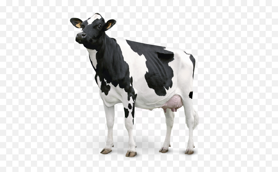 Leite De Vaca Png 4 Image - Vaca Em Png,Vaca Png