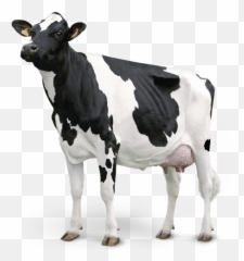 Leite De Vaca Png 4 Image - Vaca Em Png,Vaca Png