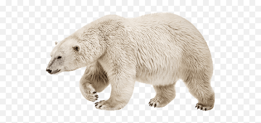 Commercial Hvac Services Chilliwack Home Chill - Air Polar Bear Stock Png,Ice Bear Icon