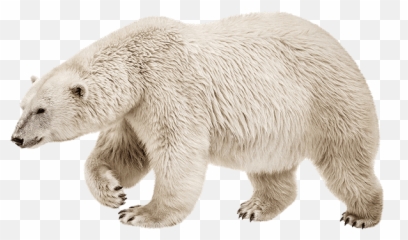 Commercial Hvac Services Chilliwack Home - Air Polar Bear Stock png