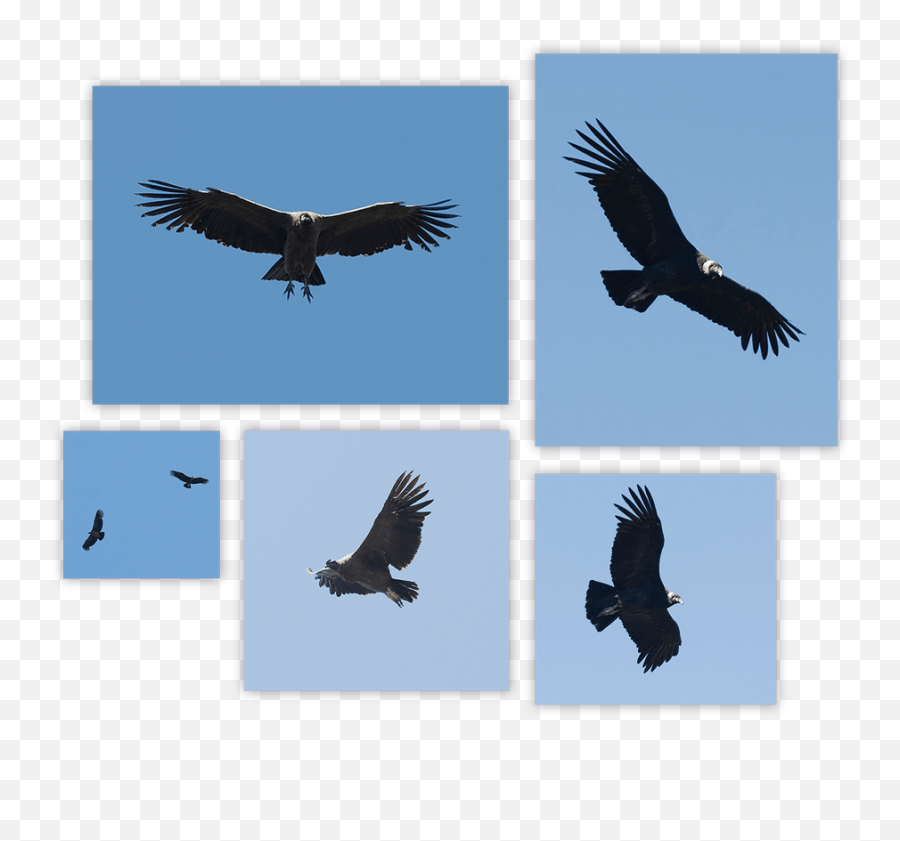 Andean Condor Tour U2013 - Vulture Png,Vulture Icon