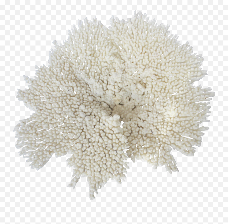 Pin - Harina En Polvo Png,Coral Png