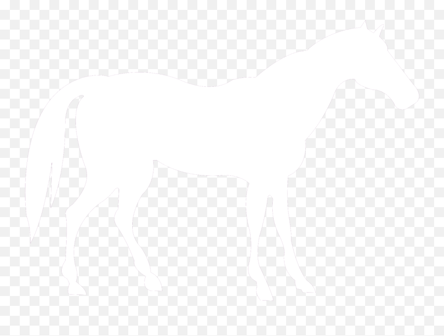 Horse - Icon Fourways Equine Clinic White Horse Png,Free Horse Icon