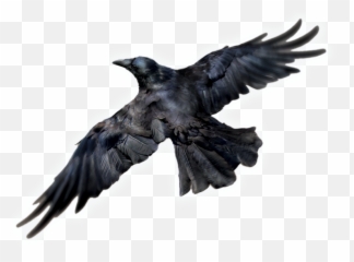 Common Raven Png Photos - Raven Png Transparent,Raven Png