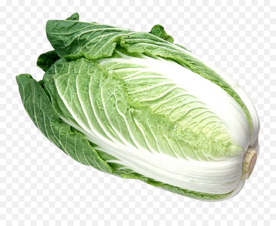 Napa Cabbage Png Picture 484208 - Foreign Cabbage,Cabbage Png