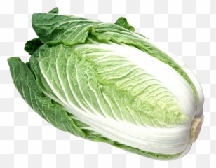 Napa Cabbage Png Picture 484208 - Foreign Cabbage,Cabbage Png