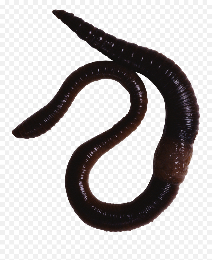 Earthworm Worm Png - Oligochaeta Png,Worm Png