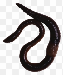 Earthworm Worm Png - Oligochaeta Png,Worm Png