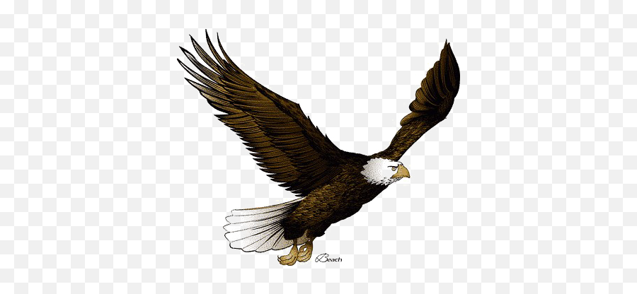 Flying Eagle Png Pic Arts - Flying Eagle Image Png,Golden Eagle Png