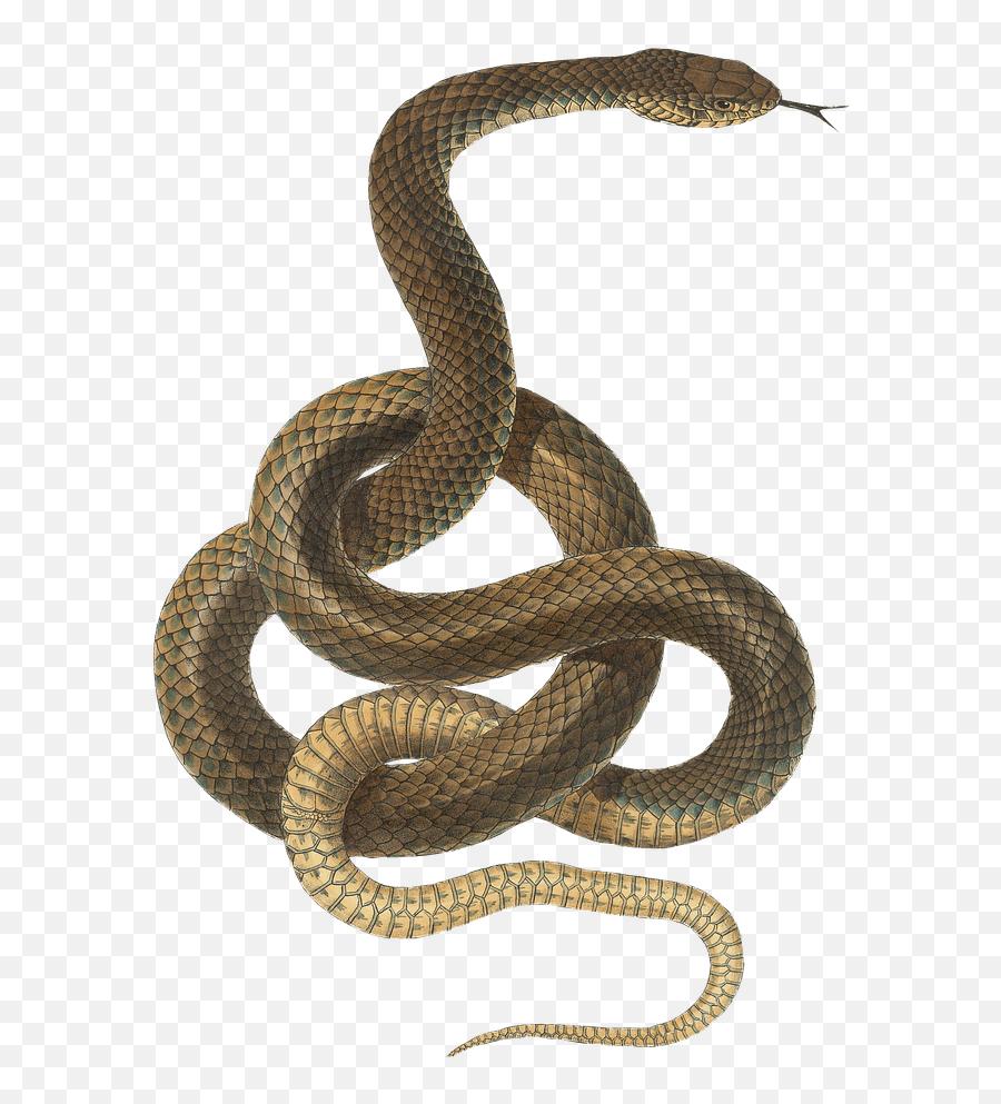 Snake Transparent Png 4 Image - Transparent Transparent Background Snake Clipart,Snake Transparent Background