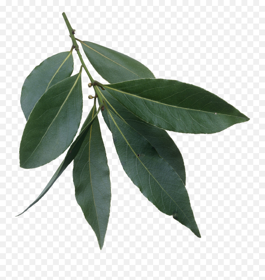 Filelaurus Nobilis Leavespng - Wikimedia Commons Evergreen Laurel Tree Leaves,Tree Leaves Png