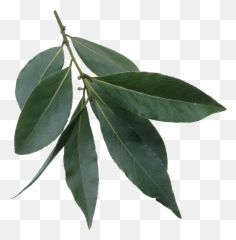 Filelaurus Nobilis Leavespng - Wikimedia Commons Evergreen Laurel Tree Leaves