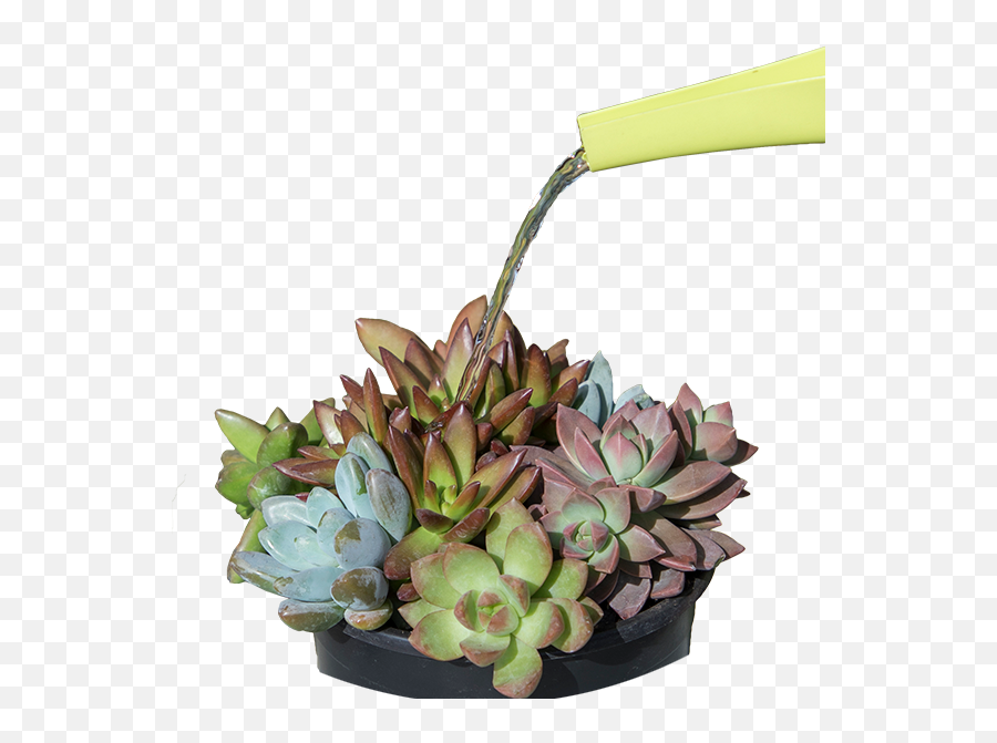 Will Learn A Lot About Your Succulents - Flowerpot Png,Succulents Png