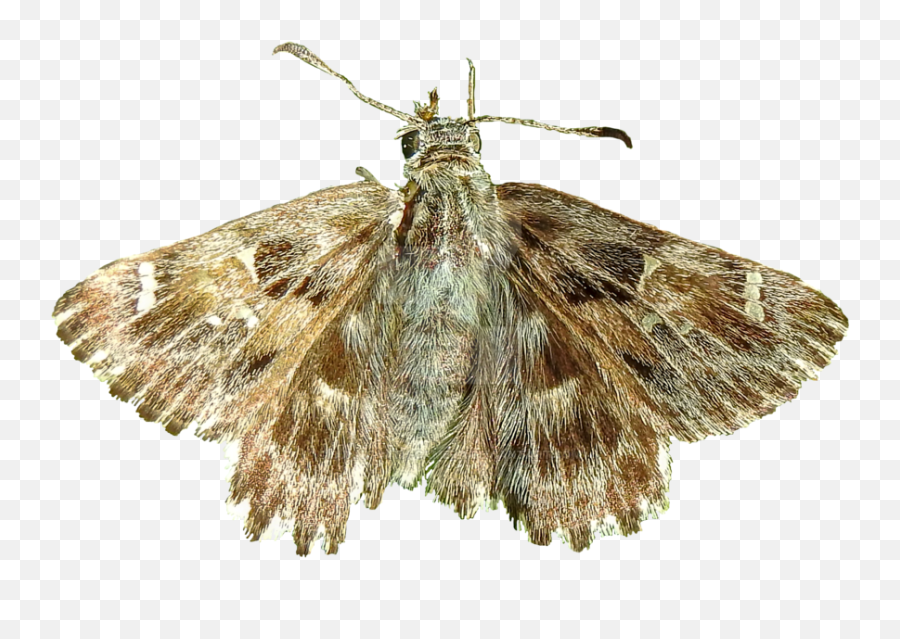 Moth Small Transparent Png Clipart - Moth Png,Moth Png