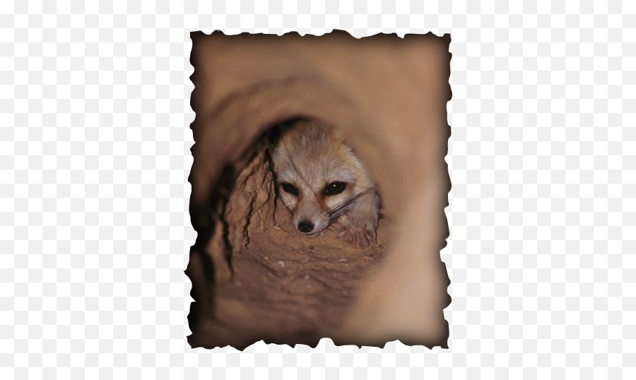 Fennec Fox - Paw Power Height Doesn T Matter In Love Png,Fennec Fox Png