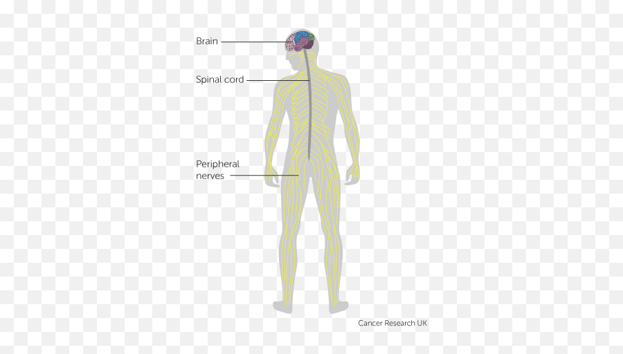 The Brain And Spinal Cord Tumours - Brain Spinal Cord And Nerves Png,Nervous System Png