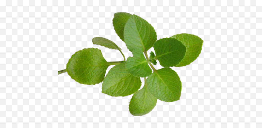 Oregano Essential Oil - Oregano Leaves Png,Oregano Png