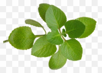 Oregano Essential Oil - Oregano Leaves Png,Oregano Png