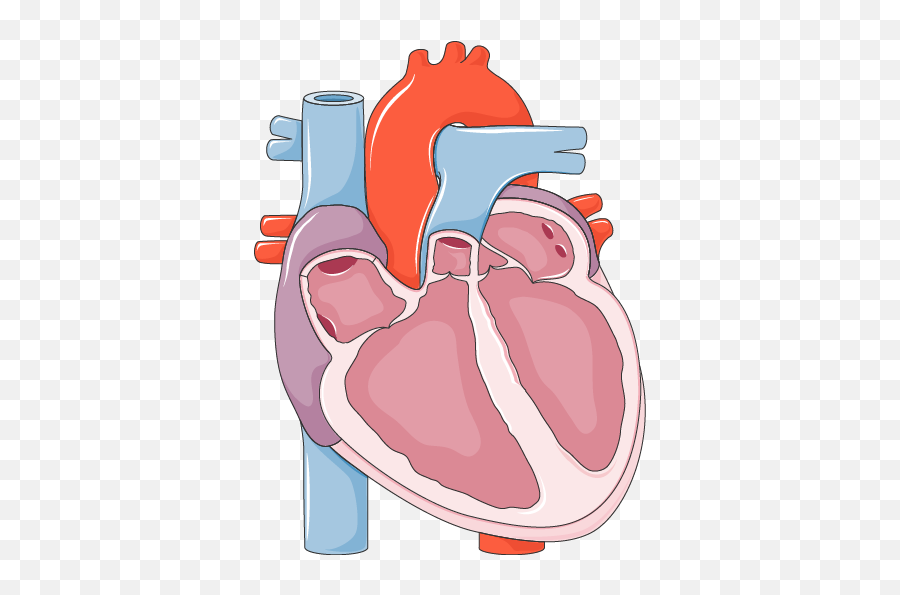 Systolic Heart Failure - Systolic Heart Failure Png,Failure Png