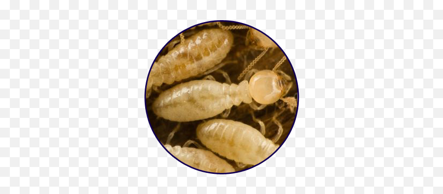 Termite Quest U0026 Pest Professionals - Real Picture Of A Termite Png,Termite Png