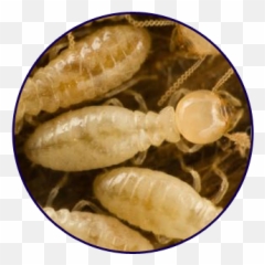 Termite Quest U0026 Pest Professionals - Real Picture Of A Termite Png,Termite Png