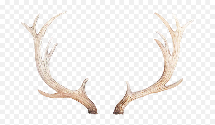 Download Antlers - Solid Png,Driftwood Png