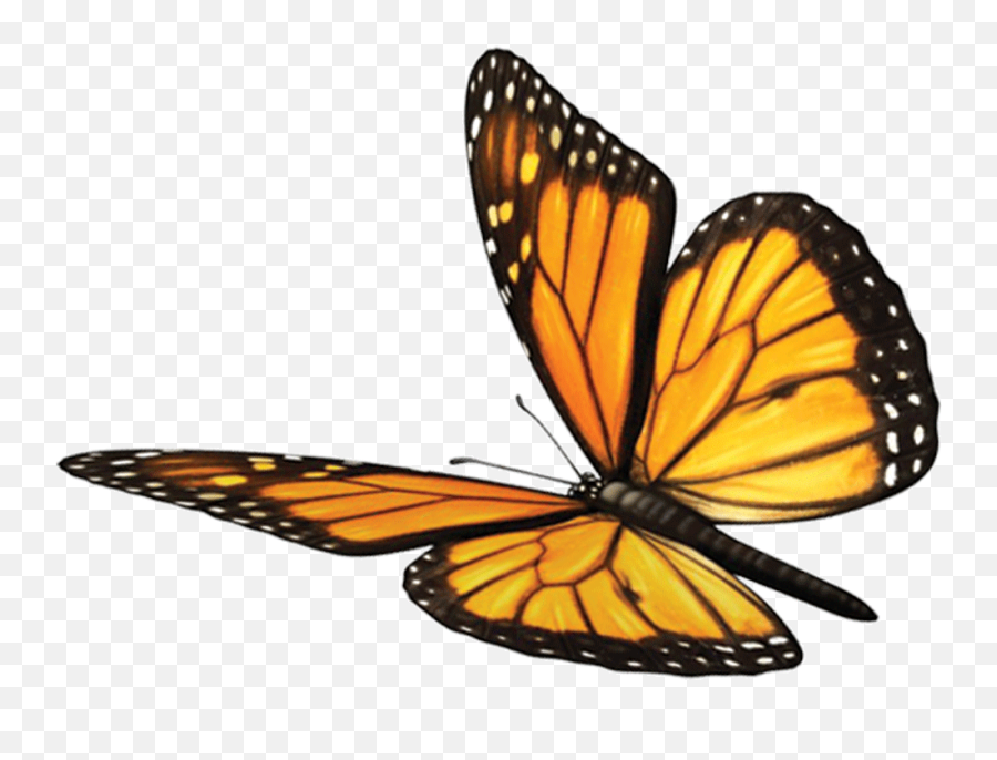 Download Butterfly Fawn Mind Soul - Monarch Butterfly Transparent Png,Monarch Png