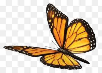 Download Butterfly Fawn Mind Soul - Monarch Butterfly Transparent Png,Monarch Png