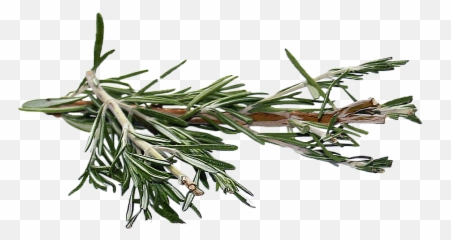 Rosemary - Rosemary Png,Rosemary Png