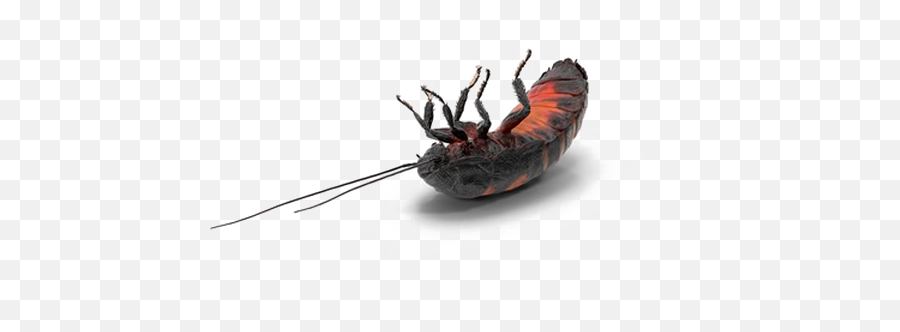 Cockroach Png Transparent Background - Hissing Cockroach No Background,Cockroach Png