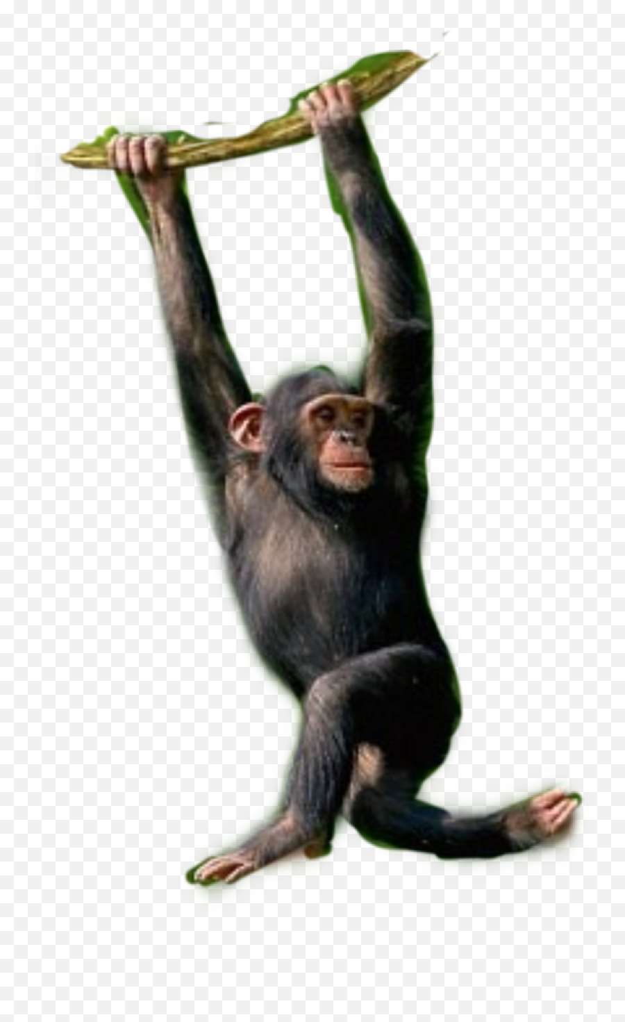 Trending Chimpanzee Stickers Png