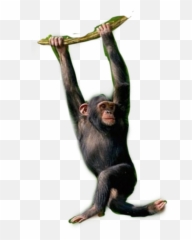 Trending Chimpanzee Stickers Png