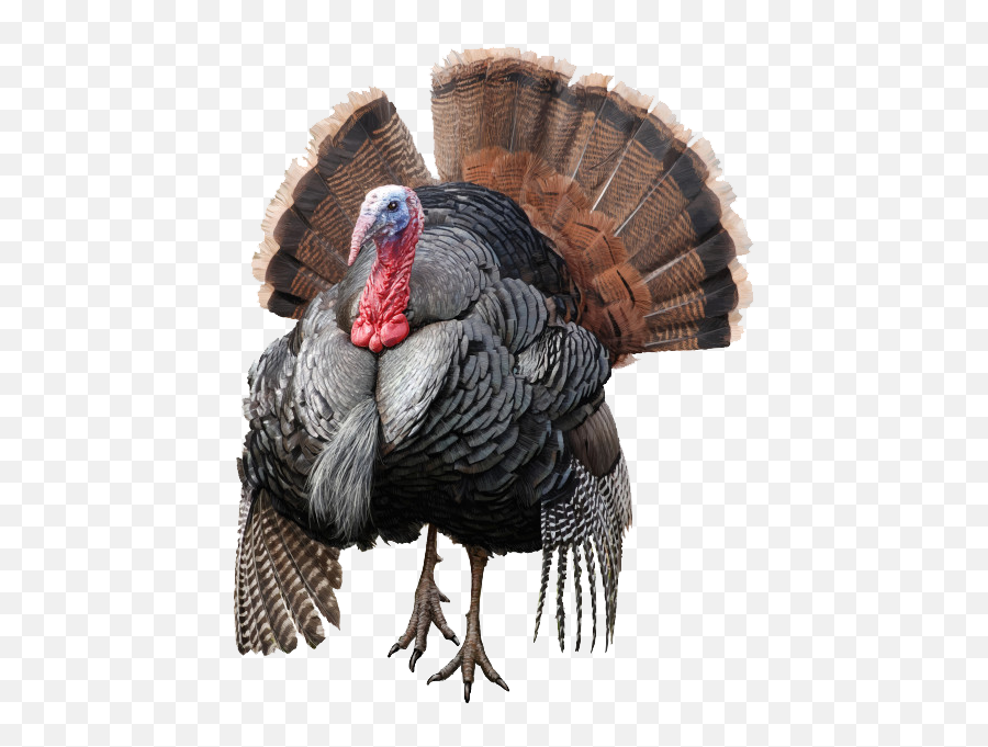 Wild Turkey Png Transparent Image - Turkey Png,Turkey Transparent