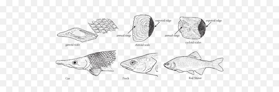 Fish Scales Texas Parks Wildlife - Fish Have Ctenoid Scales Png,Fish Scales Png