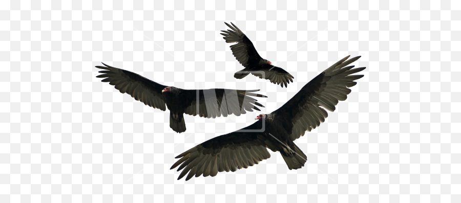 Vultures Transparent Background Png - Transparent Flying Vultures Png,Vulture Transparent