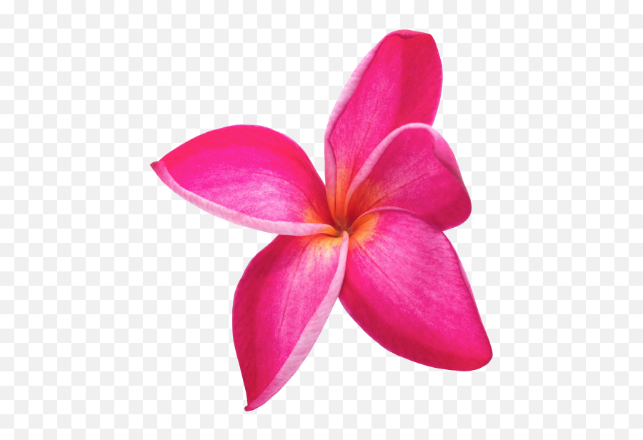 Rose Hd Png Image Free Picture Download Transparent - Flor Lilo Y Stitch,Rose Png Hd