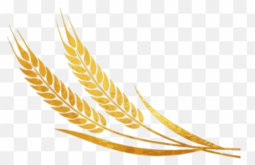 Wheat Icon Png - Fresh