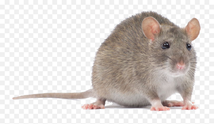 Download Mouse - Animal Transparent Mouse Png,Mouse Animal Png