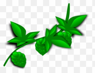 Hops Beer Hop - Coca Plant Clip Art Png,Hops Png